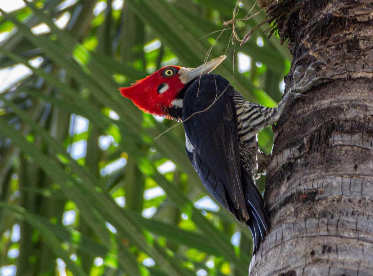 Ananda Pousada Pirenópolis Esterno foto